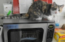 Woman who killed cat in microwave jailed for 168 days