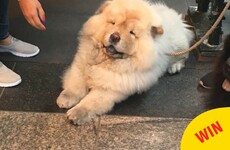 The Dogspotting Facebook group might just be the purest place on the internet