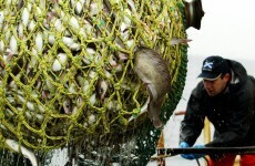 Coveney heads to Brussels for critical talks on fish quotas
