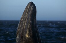 The mystery of 'stinky whale' had people talking at the world whaling conference