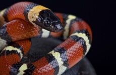 Spooky card tricks and scary snakes: what's your Halloween party turn?