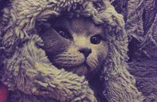19 pictures of adorable Irish animals to soothe your Bank Holiday Fear