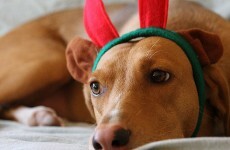 Christmas present dogs 'a worry for sheep farmers'