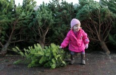 The 12 burning questions* of Xmas: Real tree or fake?
