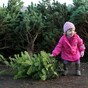 The 12 burning questions* of Xmas: Real tree or fake?