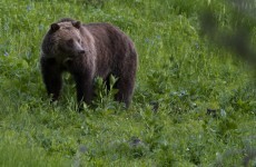 TV repairman finds a bear in the basement of New Jersey home