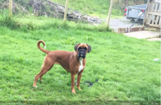 Dog which ran away after its owner was killed at the Dublin mountains has been found dead