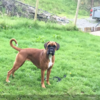 Dog which ran away after its owner was killed at the Dublin mountains has been found dead