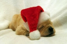 It's Friday (and nearly Christmas) so here's a slideshow of dogs in Santa hats