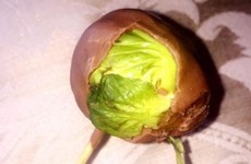 Someone in Coolock actually pulled off the 'Brussels sprout in chocolate' Halloween prank