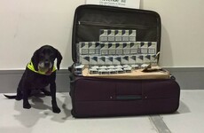 Detector dog helps seize 28,000 smuggled cigarettes at Dublin Airport
