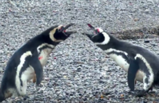 This video of three penguins having insane relationship drama is taking over the internet