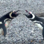This video of three penguins having insane relationship drama is taking over the internet