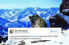 It seemed like everyone in Ireland was glued to the brilliant Planet Earth II last night