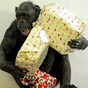 The 12 burning questions* of Xmas: When do you open your presents?