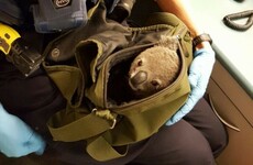 Police in Australia found a baby koala in a woman's backpack, and his name is Alfred