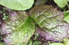 Fast and easy to grow, mustard is perfect for winter gardens