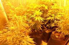 Judge says 'gardaí are very optimistic farmers' in cannabis harvesting case