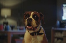 The John Lewis Christmas ad has just dropped and it stars Buster the dog