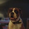 The John Lewis Christmas ad has just dropped and it stars Buster the dog