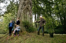 A giant redwood grove is being planted in Birr