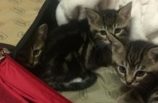 Gardaí warn pet owners to be responsible after finding abandoned kittens in suitcase