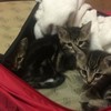 Gardaí warn pet owners to be responsible after finding abandoned kittens in suitcase