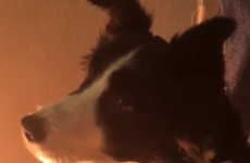This adorable dog in Galway got so emotional watching the John Lewis ad