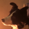 This adorable dog in Galway got so emotional watching the John Lewis ad