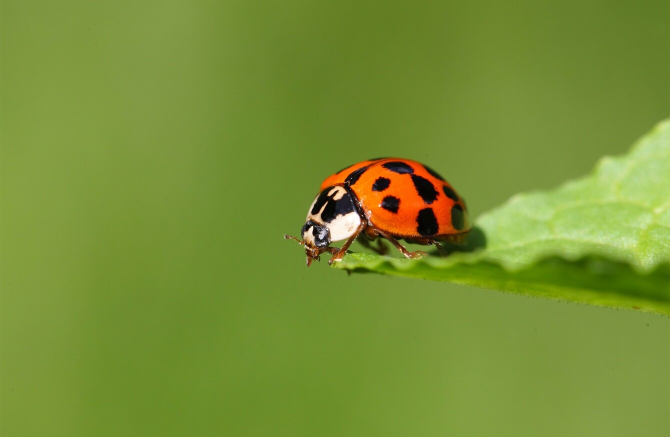 The ladybirds фото