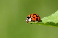 'Killer' ladybirds are breeding in Northern Ireland