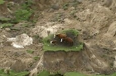 These three cows have been left stranded after New Zealand's powerful quake