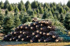 Gardaí to step up patrols targeting Christmas tree thieves