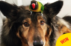 This dog and his bird best friend are the nicest things on Instagram