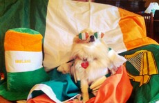 15 times Irish dogs were there to cheer you up in 2016