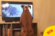 This boxer joyfully bouncing along to the John Lewis ad is going super viral on Facebook