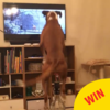 This boxer joyfully bouncing along to the John Lewis ad is going super viral on Facebook
