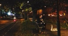 A mystery jazz player was spotted serenading a swan by the Grand Canal last night