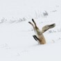 The 8 animals with the best comic timing in the world this year