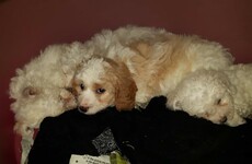 Nearly 100 puppies sent from Dublin Port have been seized in the UK