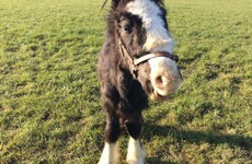 Almost €1 million spent seizing over 2,500 horses and almost 90% were destroyed