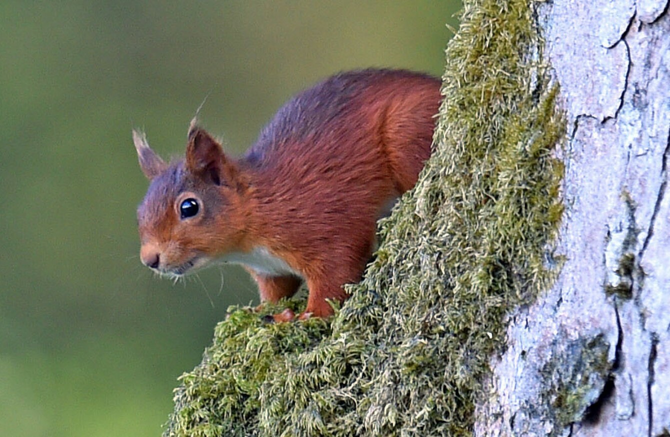 Leprosy Found In Irish Red Squirrels · Thejournalie 