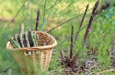 Spears at the ready: How to grow asparagus