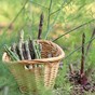 Spears at the ready: How to grow asparagus