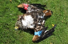 Surge in number of birds of prey being 'poisoned and persecuted'