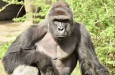 Barrier around exhibit of shot gorilla Harambe wasn't up to standard, says federal report