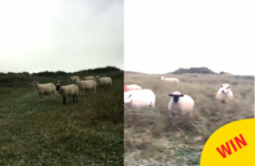 Stop all mannequin challenges, these sheep in Donegal have made the best