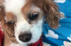 This guy's dog sadly had to be put down so he gave him the best send off