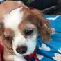 This guy's dog sadly had to be put down so he gave him the best send off