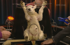 From lamb carousel to Katie Hopkins: 8 times the Late Late Show had people talking this year